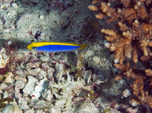 Pseudochromis flavivertex (Pseudocromide dal dorso giallo)